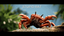 Crab Rat GIF - Crab Rat Stupid GIFs