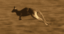 Kangaroo Animal GIF - Kangaroo Animal Running GIFs