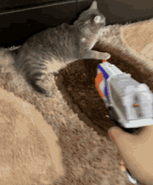 cat gun defense hitting nerf