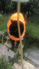 a black cat wearing an orange hooded jacket