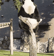 Panda Trees GIF - Panda Trees Falling GIFs