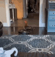 Roomba Chicken GIF - Roomba Chicken They See Me Rollin GIFs