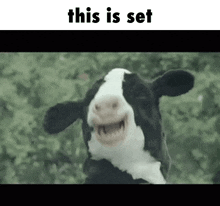 Cow This Is Set GIF