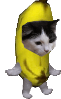Crying banana cat meme, Happy cat meme sticker, Banana Cat meme sticker,  Fruit cat stickers, Banana Cat sticker Vinyl bumper Sticker Decal  Waterproof (Banana Cat 3 (2pk)) - Yahoo Shopping