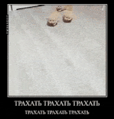 two kittens walking on a wooden floor with a caption in russian