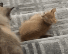 two cats are sitting on a carpet on a staircase looking at each other .