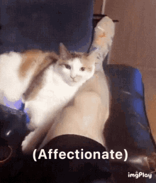 Cat Affectionate GIF - Cat Affectionate GIFs