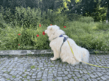 Charged Up GIF - Charged Up Samoyed GIFs