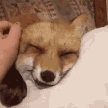 Fox Relaxed GIF