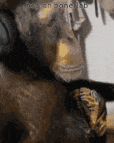 Chimpanzee Monkey GIF - Chimpanzee Chimp Monkey GIFs