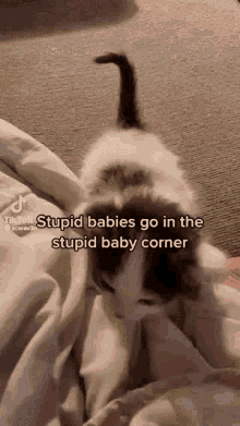 Stupid Baby Stupid Baby Corner GIF - Stupid Baby Stupid Baby Corner Cats GIFs