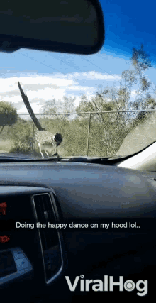 Doing The Happy Dance On My Hood Lol Tail Wag GIF - Doing The Happy Dance On My Hood Lol Tail Wag Roadrunner GIFs