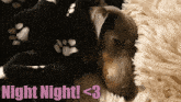 Beanie Dachshund Dachshund Sleeping GIF - Beanie Dachshund Dachshund Sleeping Sausage Dog GIFs