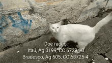 Gato Gatos Abandonados GIF