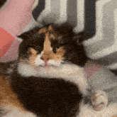 a calico cat laying on a bed with a blanket that has the letter u on it