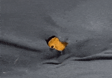 a guinea pig is sticking its head through a hole in a blanket .