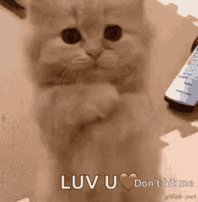 Cats Love You GIF