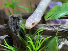Snkae Snake GIF - Snkae Snake Purple Snake GIFs