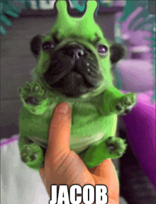 a person is holding a green pug with the name jacob written on it