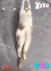 a picture of a cat with the words no problem and xoxo
