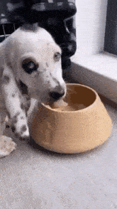 a dalmatian puppy drinking water from a bowl on the floor .
