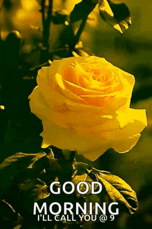 Flower Yellow Rose GIF - Flower Yellow Rose Rose GIFs