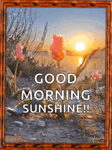 Goodmorning Sunrise GIF - Goodmorning Sunrise Flower GIFs