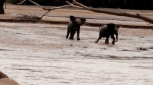 Baby Elephants Sprint For Their Mom GIF