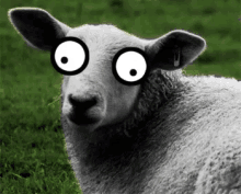 Silly Sheep - Silly GIF - Silly GIFs