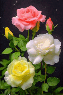 a bunch of different colored roses are growing on a bush .