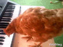 Chicken Viralhog GIF - Chicken Viralhog Playing Piano GIFs
