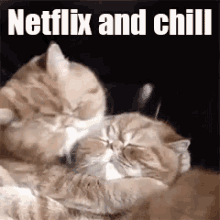 Netflix And Chill GIF - Netflix And Chill Cat Kitty GIFs