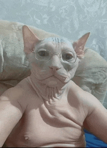 a hairless cat is wearing glasses and a shirtless body
