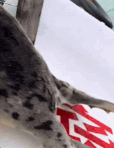 a close up of a dog 's back with a red and white arrow on it