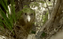 Kakapo Marsiles GIF - Kakapo Marsiles Dumb GIFs