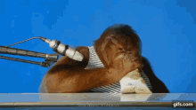 Orangutan Asmr Eating Orangutan GIF - Orangutan Asmr Eating Orangutan Asmr GIFs