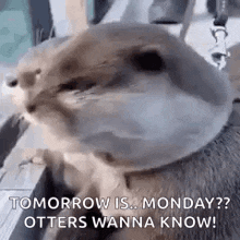 a close up of a otter 's face with the words `` tomorrow is monday ? otters wanna know '' .