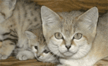 Sandcat Sand Cat GIF