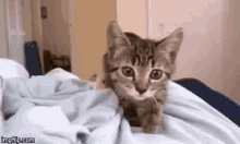 Cat Jumping GIF - Cat Jumping Cute GIFs