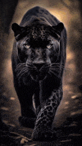 a black panther walking in the dark with a blurred background