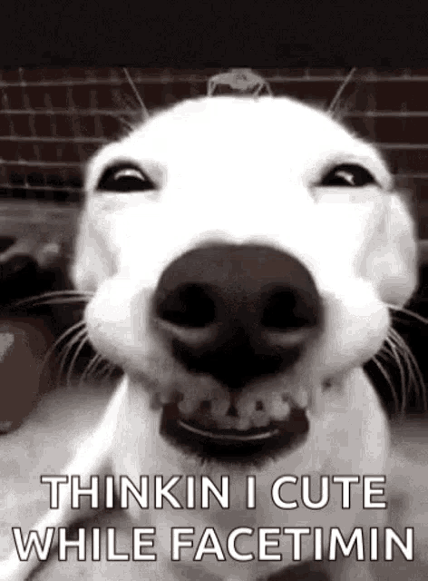 Chiens Funny Animals GIF - Chiens Funny Animals Dogs - Discover ...