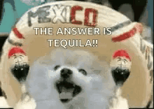 Tequila Mexico GIF - Tequila Mexico Maracas GIFs