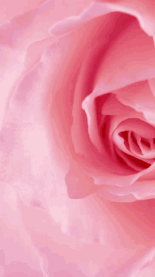 Pink Zoom5 Pink Rose GIF - Pink Zoom5 Pink Rose Pinks GIFs