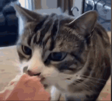 Cat Eating Cat Evil GIF - Cat Eating Cat Evil Cat Food GIFs