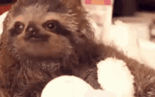 Sloth Cute Animals GIF
