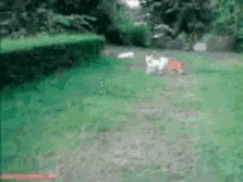 Dogs Explosion GIF - Dogs Explosion Wow GIFs