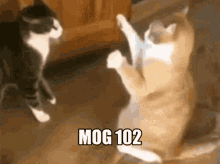 cat mog