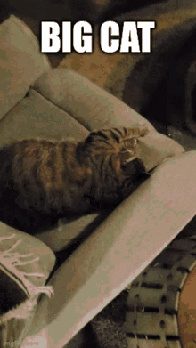 Big Cat Jace GIF - Big Cat Jace Humungus Cat GIFs