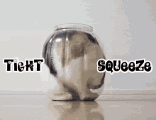 Tight Squeeze Cat In A Jar GIF