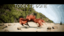 Todek Is GIF - Todek Is Gone GIFs